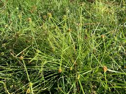 Image result for Kyllinga squamulata