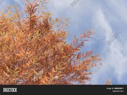 This 100' tall bald cypress tree sprouted here as leonardo da vinci finished the mona lisa over 500 years ago. Bald Cypress Tree Image Photo Free Trial Bigstock