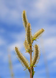 Image result for Vigna multinervis