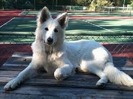 Berger Blanc Suisse Dog Breed Information And Pictures