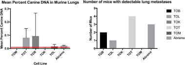 Osteosarcomas are aggressive tumours that spread to other parts of the body (often the lungs). Characterization Of Five Newly Derived Canine Osteosarcoma Cell Lines Bmc Veterinary Research Full Text