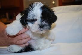 Fort lauderdale, fl beautiful tiny shih tzus (female & male),, ten weeks old, small and cute, price includes akc certificate,microchip, health certificate,record of the … gorgeous shih tzu puppies available now, air ship next day 590.54 miles Litter Of 2 Shih Tzu Puppies For Sale In Pensacola Fl Adn 47322 On Puppyfinder Com Gender Male S And Female S Ag Shih Tzu Puppy Puppies For Sale Shih Tzu