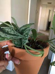 Check spelling or type a new query. I Have Leaves Curling On My Scindapsus Pictus Exotica I Repotted And Checked The Roots They Look Fine Soil Doesn T Seem Too Dry Either What S Going On Here Houseplants