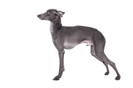 This breed should always be kept as a companion. Italian Greyhound Hunde Informationen Zu Den Bienenarten Omlet