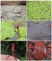 Image result for Brasenia