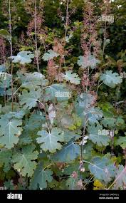 Image result for Macleaya