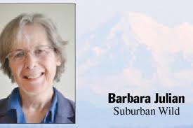 Suburban Wild: Pigeons at the crossroads