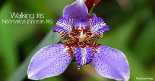 Currently the walking iris is doing fresh floral arrangements and plants for delivery. Walking Iris Care How To Grow The Apostle Iris Plantcaretoday