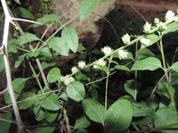 Image result for Pupalia micrantha