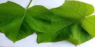 Hasil gambar untuk pembesar alat vital