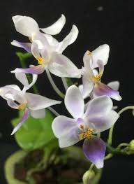 Image result for Disa equestris