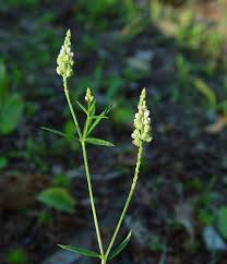 Image result for Polygala macrostigma