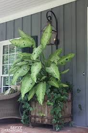 Über 7 millionen englischsprachige bücher. Houseplant Fertilizer Basics How And When To Feed Houseplants