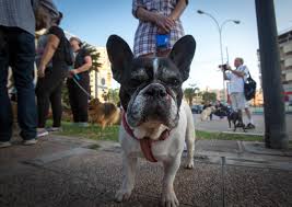 The shooting occurred at about 9:40 p.m., when the. Lady Gaga S French Bulldogs Were Stolen And It S Not Uncommon Among The Breed
