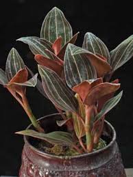 His reasoning for the name is still. Jewel Orchids