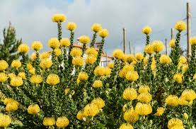 Image result for Leucospermum