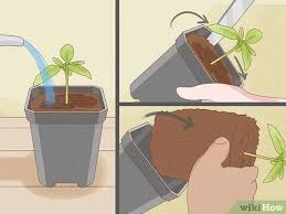 Watering tomatoes is a science and an art. How To Grow Tomatoes In Pots Youtube