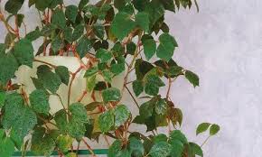 Image result for Rhoicissus rhomboidea