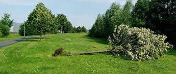 Nicht ohne grund ist das telefonbuch die nummer 1, wenn es um telefonnummern und adressen geht. Baumpflege Gala Bau Magdeburg Storbeck Garten Und Landschaftsbau