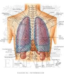 Pleura And Lungs Posterior Topography Netter Medical Images Lunges Apex Of Lung Respiratory System