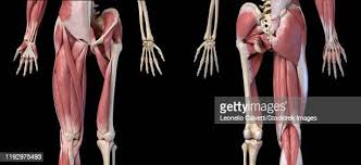 115 Ilustracoes De Musculo Pectineo Getty Images