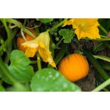We did not find results for: Wee Be Little Pumpkin 85 Days
