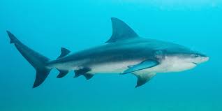 Shark attacks are incredibly rare for the river, with the attack reported to be the first in almost 50 years. Bull Shark National Wildlife Federation