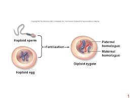 Male and female gametes are haploid carrying the equal number of chromosomes. Haploid Sperm Paternal Homologue Fertilization Maternal Homologue Ppt Video Online Download