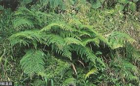 Image result for Microlepia speluncae