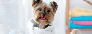 Welcome to angel pet hospital, where we have been offering quality veterinary services at a low cost for over 10 years. Stinky Dog Syndrome Veterinary Tips For Dog Bathing And Hygiene Rau Animal Hospital