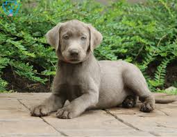 Please send me any pix and info on existing or future litters. Duke Labrador Retriever Silver Puppy For Sale Keystone Puppies
