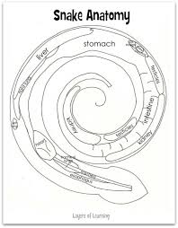 Pin On Nature Study Reptiles And Amphibians
