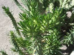 Eve's needle cactus at a glance. Gogardennow The Gardening Blog Eve S Needle It Will Produce Thorns For You