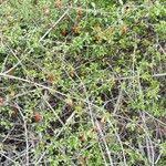 Image result for Canthium inerme