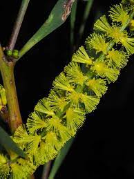 Acacia Obtusifolia News Stories Life In A Southern Forest