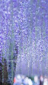 花 待ち受け スマホ Vartolo Aljosa