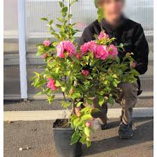 Japanese Camellia Debbie Buy Japanese Camellia Debbie Camellia Japonica Debbie