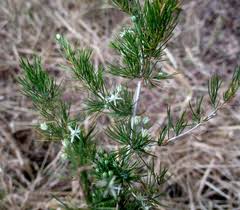 Image result for Asparagus suaveolens