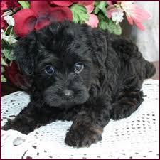 Black And White Yorkie Poo Puppies For Sale Yorkie Poo Puppies For Sale In Iowa Zoe Fans Blog Yorkie Poodle Yorkie Poo Really Cute Puppies
