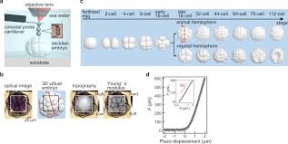 Check spelling or type a new query. Spatiotemporal Dynamics Of Single Cell Stiffness In The Early Developing Ascidian Chordate Embryo Communications Biology