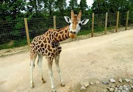 Twycross Zoo Invites Visitors To Make A Stand For Conservation This May Half Term Dluxe Magazine