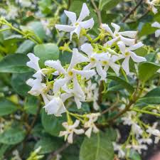 Image result for Jasminum meyeri-johannis