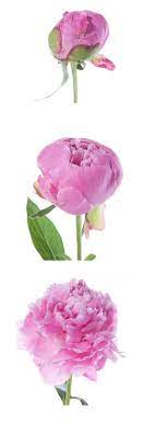 Pin On Peonies