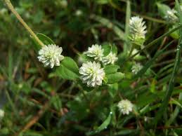 Image result for Gomphrena celosioides