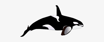 The body of this killer whale clipart is made from a large oval shape. Orca Drawings Killer Whale Illustration Png Free Transparent Png Download Pngkey