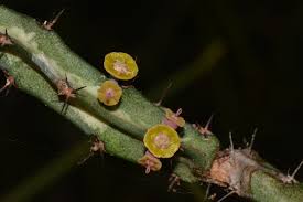 Image result for Euphorbia baylissii