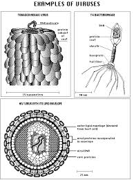 They must ﬁrst attach to a receptor on the cell surface. Biological Diversity I