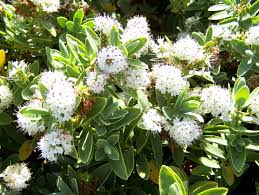 Let's have a look at each of these flowering shrubs. Pin By Tricia On Sort Through Plants White Flowering Shrubs Plants For Shady Areas Evergreen Shrubs