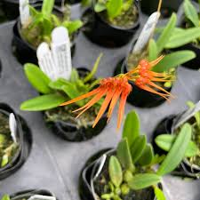 Image result for Bulbophyllum kivuense