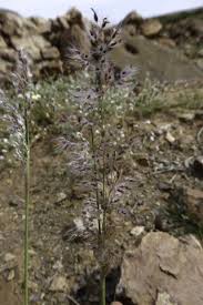 Image result for Tricholaena